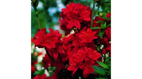 Азалия Набукко купить в Москве по уникальной цене.