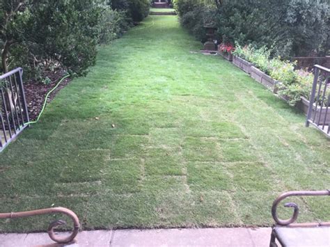 Sodded Lawn 39 Advanced Turf Care LLC