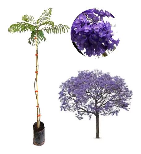 Linda Muda De Jacarandá Mimoso Qualidade A MercadoLivre