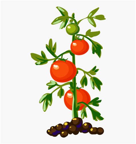 Tomato Plant Tomato Plants, Tomato Tree, Food Clipart, - Tomato Plant Clipart, HD Png Download ...