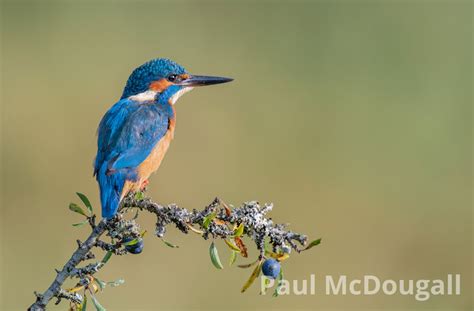 Wildlife Photography for beginners | McDougall Photographic