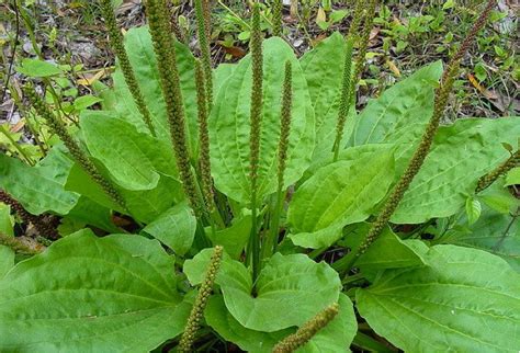Plantain - healthy herb | theHERBAL Cache