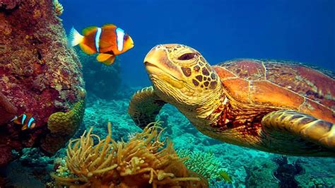 Great Barrier Reef Turtle 4K Wallpapers - Wallpaper Cave