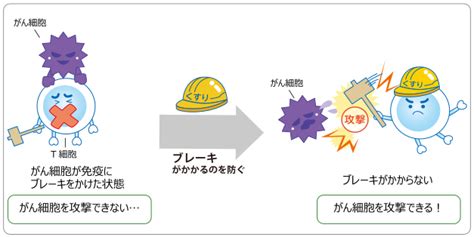 免疫療法 もっと詳しく： 国立がん研究センター がん情報サービス 一般の方へ