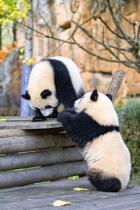 Cachorros Panda Gigantes Foto De Archivo Imagen De Pandas 276268344