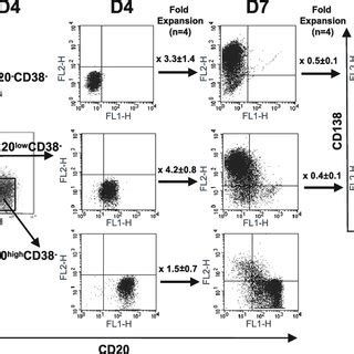 Plasmablast And Plasma Cell Differentiation Potential Of D Cd Low