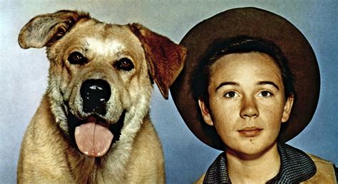 Old Yeller Wallpapers Wallpaper Cave