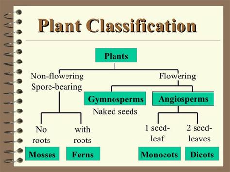 The Plant Kingdom San Francisco De Paula Science Department