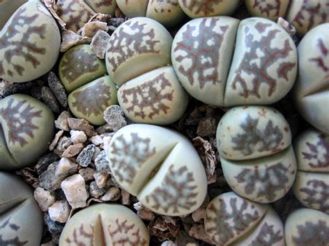 Семена Причудливые Живые камни Микс (Литопсы), Семена, ~15 шт.. Цена от ...