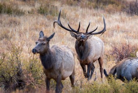 Perfect Shot Placement For The Elk Anatomy West Canyon Ranch