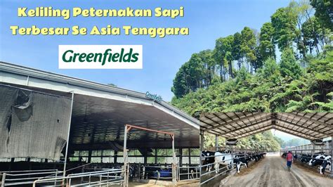 GREENFIELDS FARM 2 WLINGI BLITAR KELILING PETERNAKAN SAPI PERAH