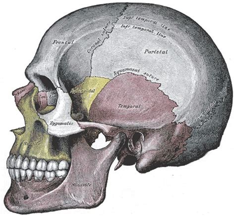 Function Of Mastoid Process Function Of Mastoid Process Introduction