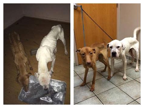 Two Starving Dogs Dangerously On The Brink Of Death Make Heartwarming