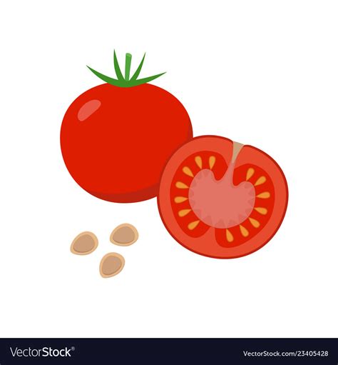 Растение Томат На Белом Фоне - 61 фото