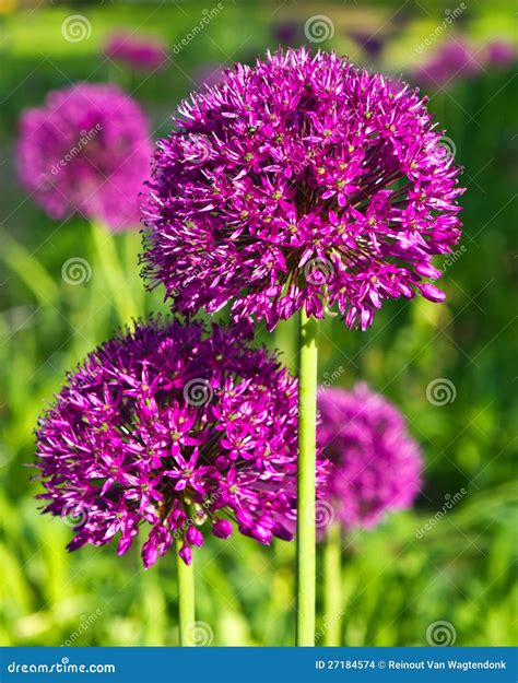 Ornamental onion, allium stock photo. Image of homey - 27184574