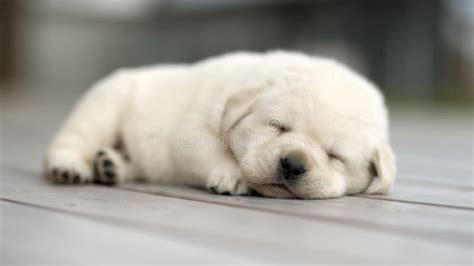 Yellow Labrador Puppy Sleeping Stock Photo Image Of Labrador Okeanas