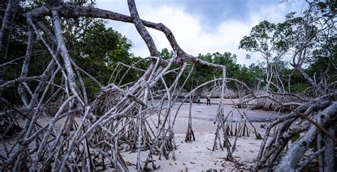 Ndola Camp In Loango National Park Gabon