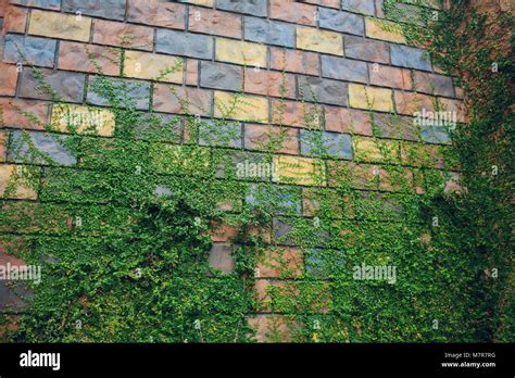 Old Stone Wall And Green Ivy Summer Stock Photo Alamy