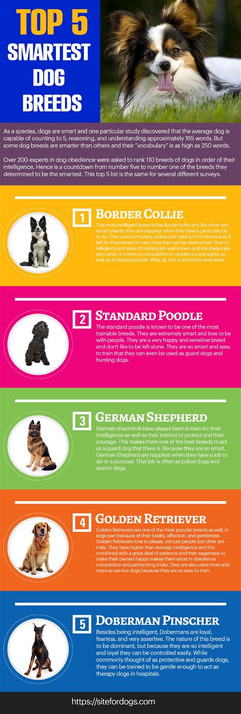 Which Dog Breeds Are The Smartest