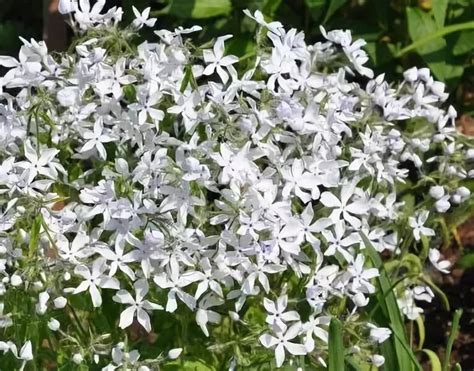 Купить саженцы Флокс растопыренный White Perfume 🌱, доставка СПб ...