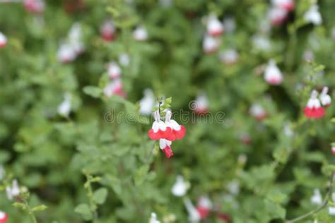 Baby Sage Hot Lips Stock Photo Image Of Microphylla