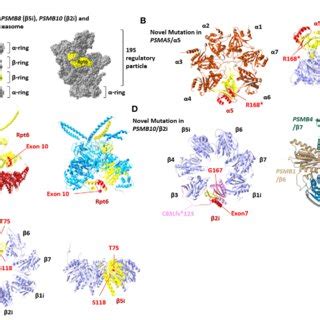 Proteasome variant positions within the 26S proteasome complex. (A) A ... 