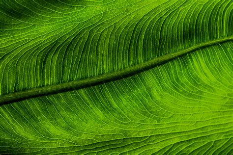 Verde Hoja Planta Foto Gratis En Pixabay Pixabay