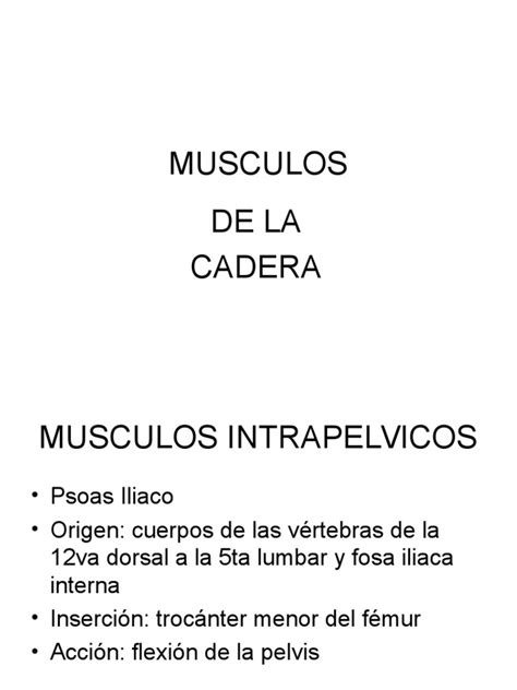 Musculos De La Cadera Pdf