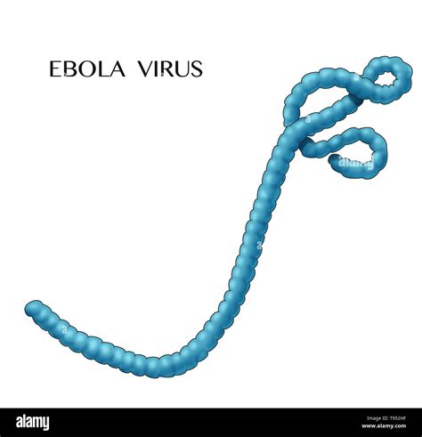 Ilustración Del Virus Del ébola El Ébola Provoca Una Grave Y A Menudo