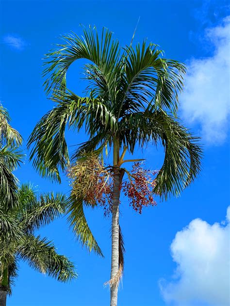 Carpentaria Palm Carpentaria Acuminata 5 Seeds Usa Company Randb