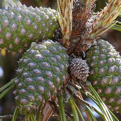 Patula Pine Invasive Species South Africa