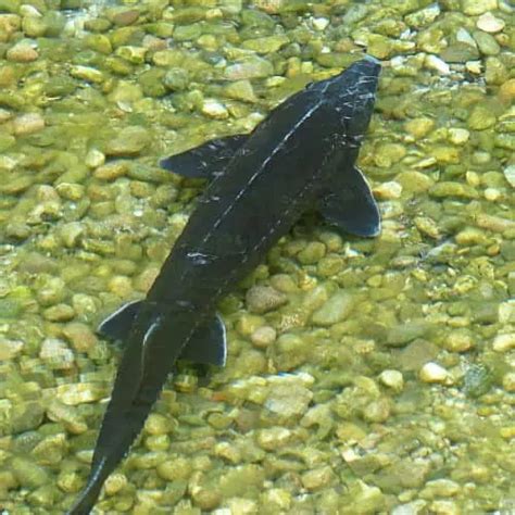 Pond Sturgeon Facts And Care Guide What Are Sturgeons Pond Informer