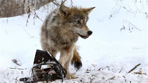 Превозмогая боль, волчица ГРЫЗЛА ржавый капкан. Ради своих детей, она ...