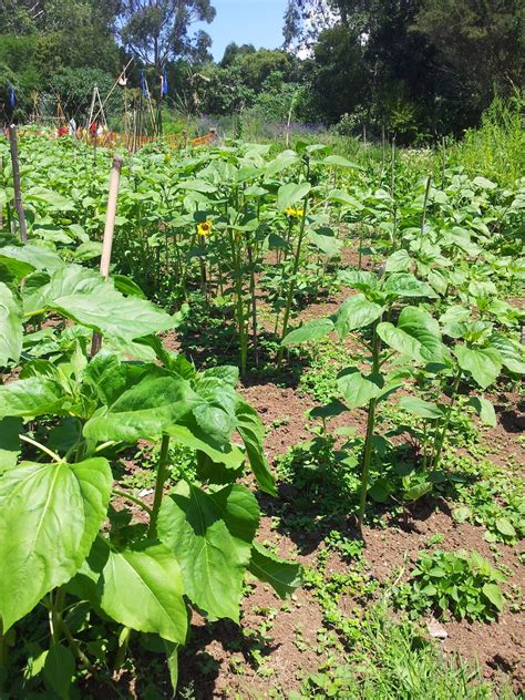 Sanctuary Garden Diary: Three Sisters Planting