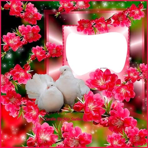 Palomas Con Rosas Montage Photo Pixiz
