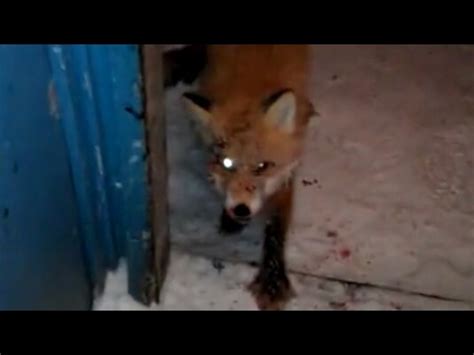 April Fox Zombie Night Terror Porn Awnibht