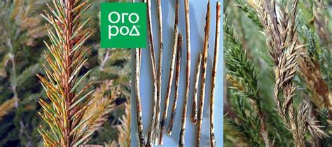 Шютте хвойных – как распознать и лечить болезнь | В цветнике (Огород.ru)