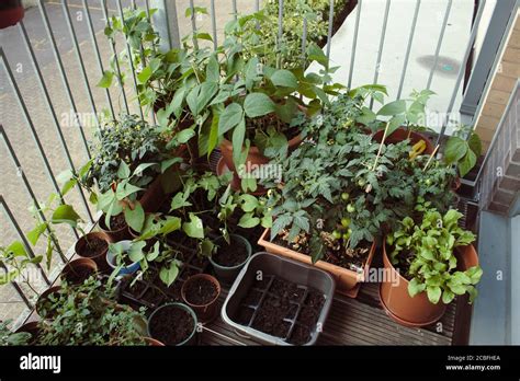 Balcony Garden Plants Stock Photo Alamy