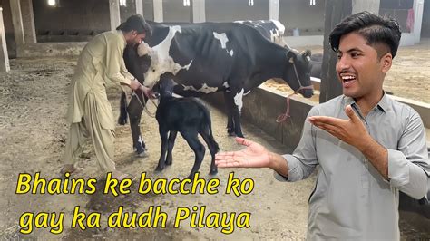 Bhains Ke Bacche Ko Gay Ka Dudh Pilya Youtube