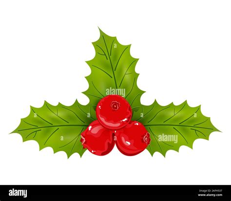 Holly Berries And Leaves Vector Illustration Stock Vector Image And Art