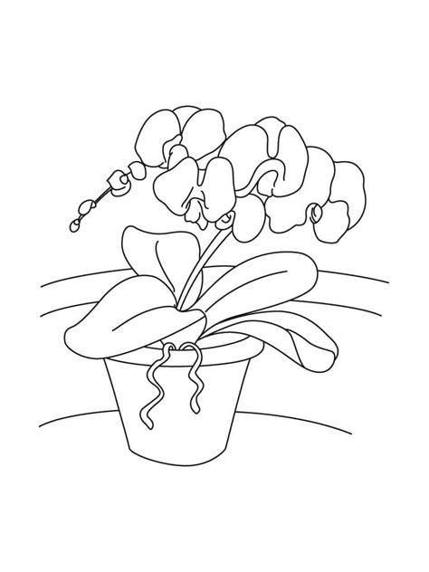 Desenhos De Orquídea 28 Para Colorir E Imprimir Colorironlinecom