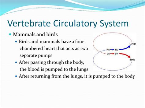 PPT - Circulatory System PowerPoint Presentation, free download - ID ...