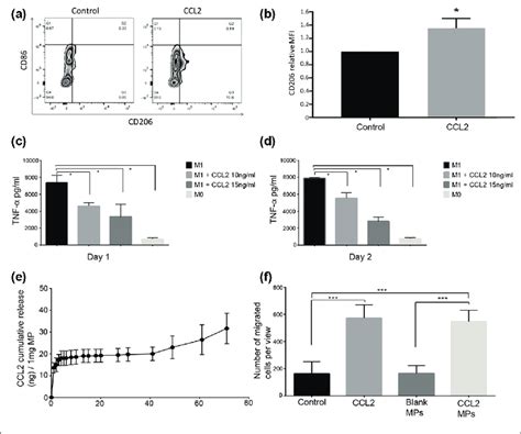 CCL2-induced macrophages polarizing toward M2 phenotype. Bone ...