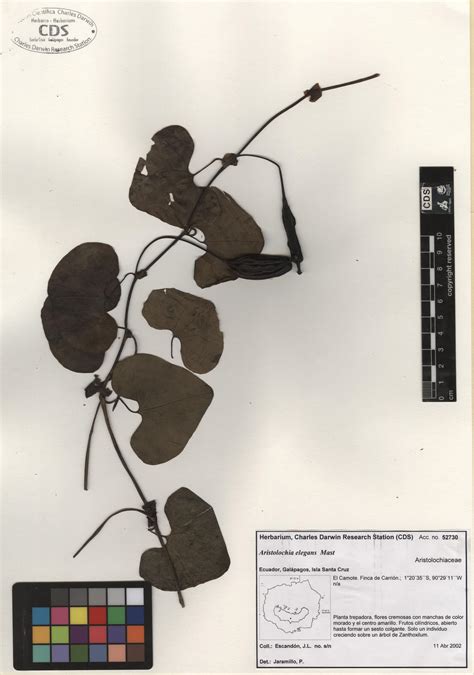 Aristolochia Elegans