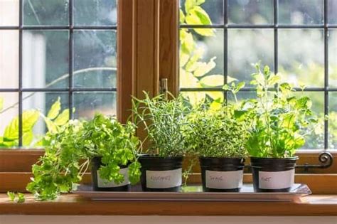 Plant a Windowsill Herb Garden and Let the Sun Shine In ...