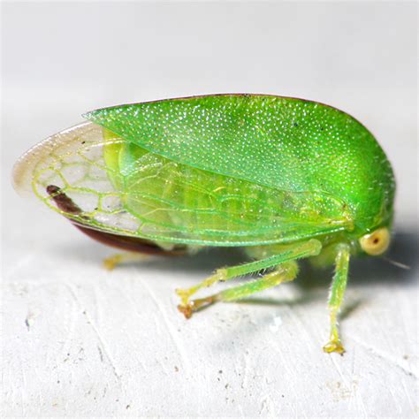 Cute Green Hopper Atymna Querci Bugguidenet