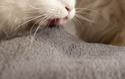 Cat Kneading With Blanket In Mouth But Why Senior Cat Wellness