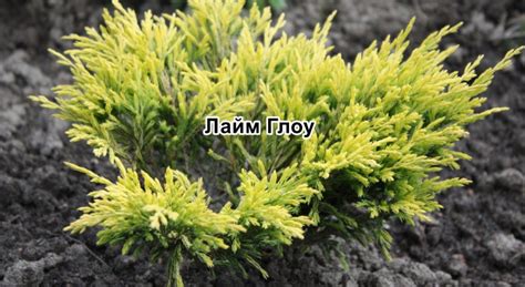 Можжевельник горизонтальний: фото і опис популярних сортів, що посадити ...