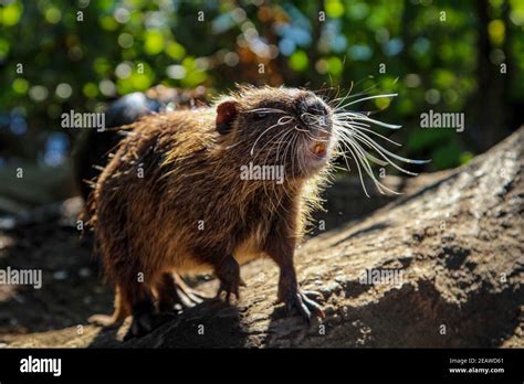Muskrat Vs Nutria