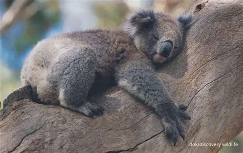 5 Hewan Lucu Yang Hobi Tidur Koala Tidurnya Paling Lama